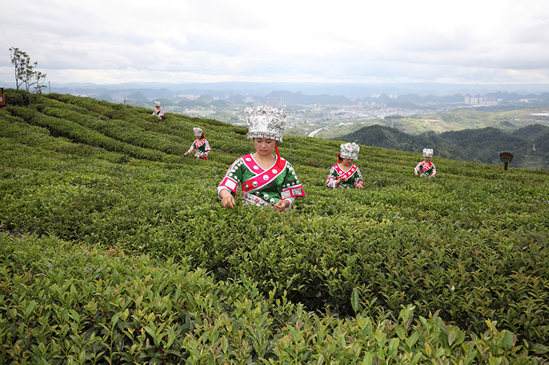 贵州花溪古茶树与茶文化系统 全国农业展览馆(中国农业博物馆 全