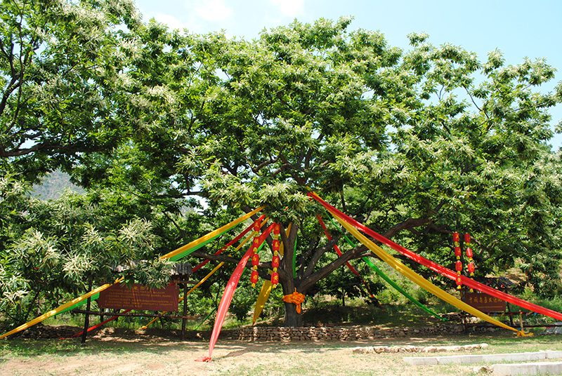 河北迁西板栗复合栽培系统