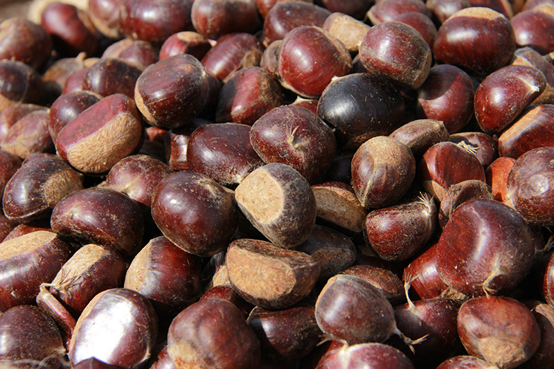 河北宽城传统板栗栽培系统