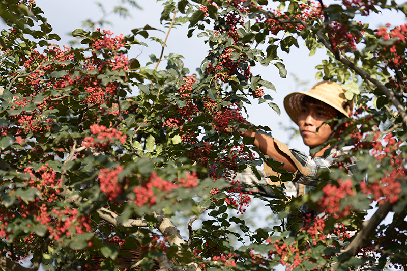 陕西凤县大红袍花椒栽培系统