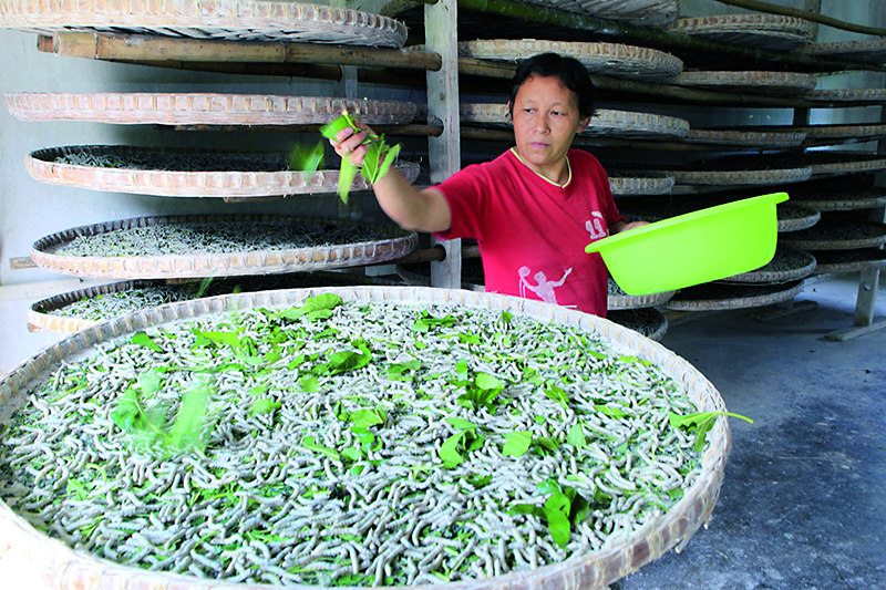 四川盐亭嫘祖蚕桑生产系统
