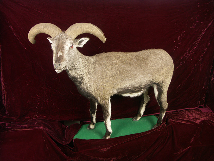 藏品动物标本岩羊